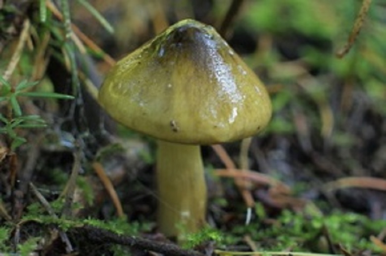 国民的お菓子 きのこの山 のキノコは何 勝手に特定企画 お菓子と わたし お菓子好きのための情報サイト