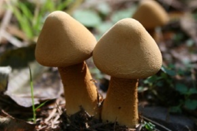 国民的お菓子 きのこの山 のキノコは何 勝手に特定企画 お菓子と わたし お菓子好きのための情報サイト