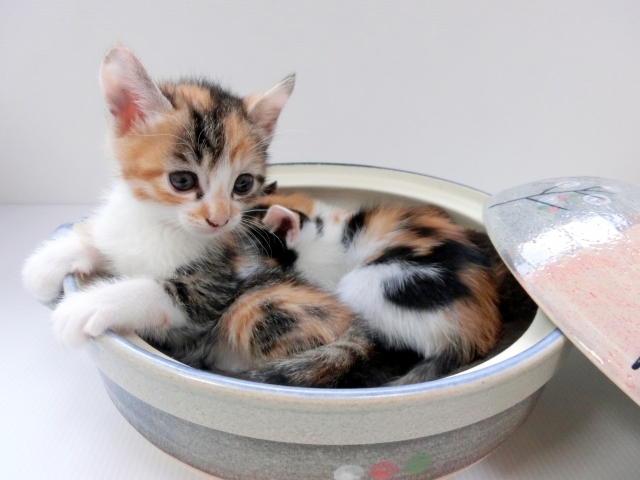 にゃんともかわいい 猫スイーツ特集｜お菓子と、わたし