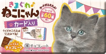 正栄デリシィ|きまぐれねこにゃん